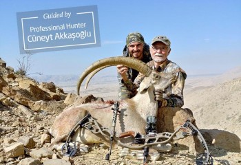 Blanford Urial & Sind Ibex (Regular Area)