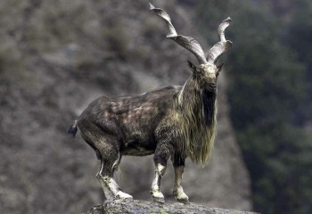 Kashmir Markhor